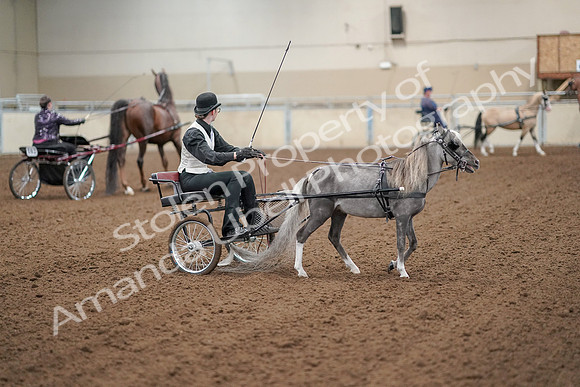 2019 Morgan Horse Show - Aug 30, 2019 - 13337
