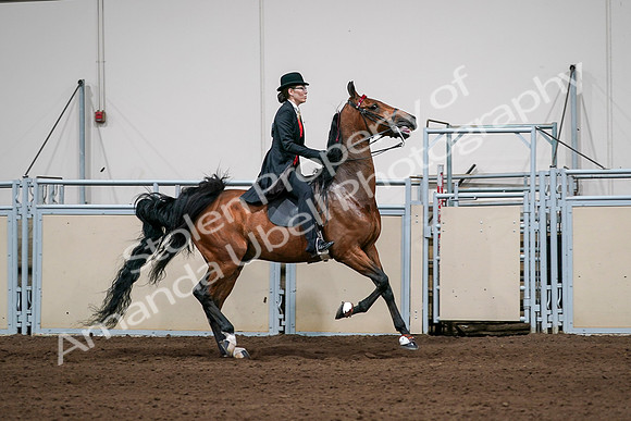 2020 - AB Morgan Horse - Sat, Sept 05 - 06837