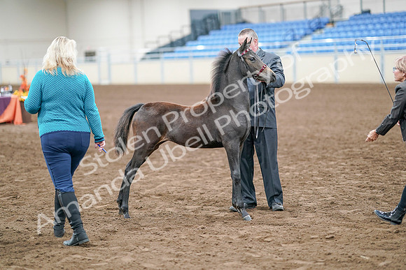 2020 - AB Morgan Horse - Sat, Sept 05 - 00496