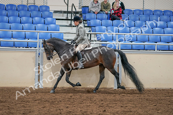 2020 - AB Morgan Horse - Sat, Sept 05 - 14496