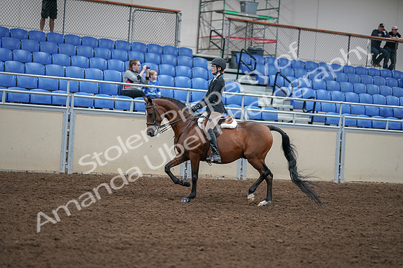 2020 - AB Morgan Horse - Fri, Sept 04 - 05871