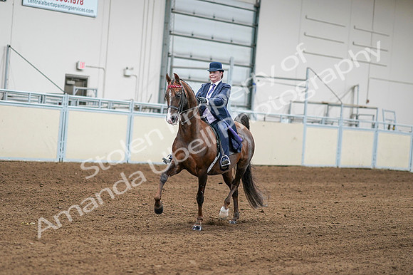 2020 - AB Morgan Horse - Fri, Sept 04 - 08179