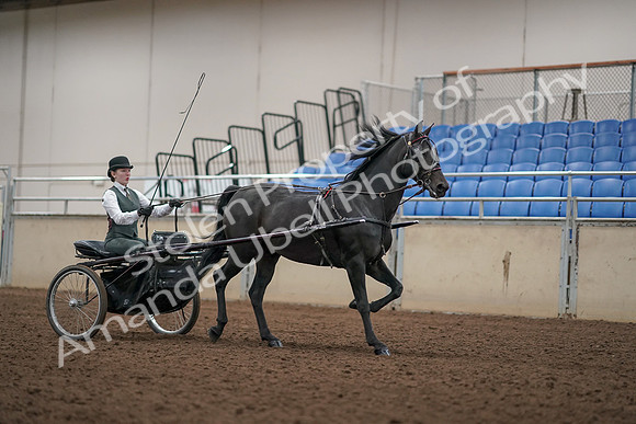 2019 Morgan Horse Show - Aug 31, 2019 - 04751