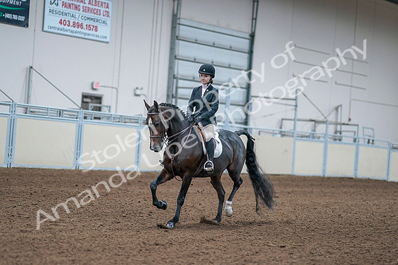 2020 - AB Morgan Horse - Fri, Sept 04 - 06157