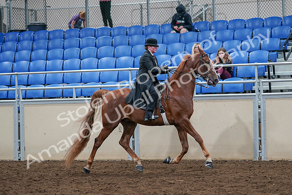 2020 - AB Morgan Horse - Sat, Sept 05 - 08261