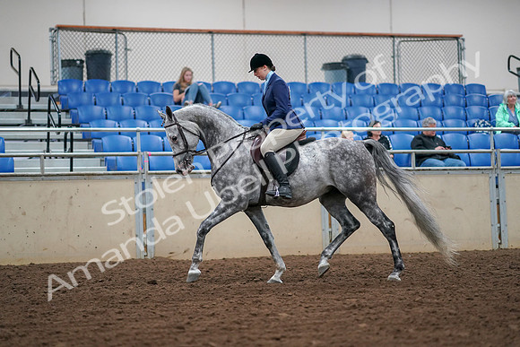 2019 Morgan Horse Show - Aug 30, 2019 - 16043
