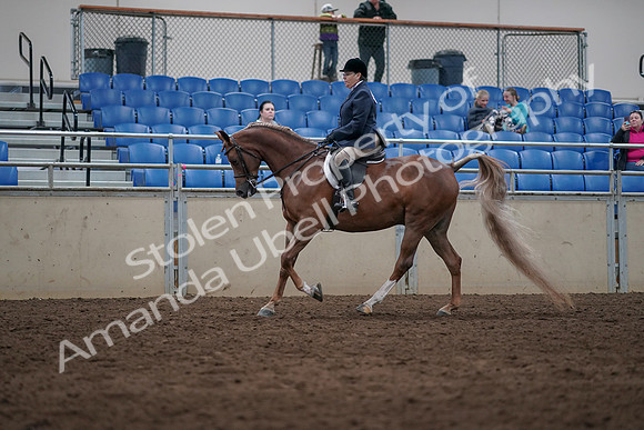 2019 Morgan Horse Show - Sept 01, 2019 - 08673