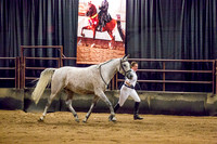 Class 19 - Arabian Sport Horse Geldings In-Hand ATH