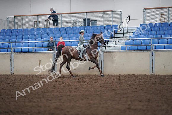 2019 Morgan Horse Show - Aug 30, 2019 - 18109