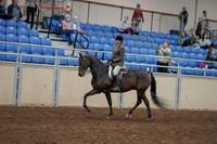 2020 - AB Morgan Horse - Fri, Sept 04 - 10358