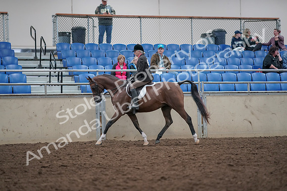 2019 Morgan Horse Show - Aug 31, 2019 - 15865