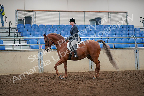 2019 Morgan Horse Show - Aug 30, 2019 - 22208