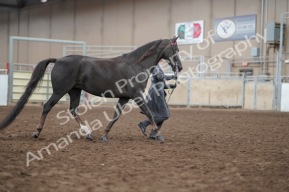 2019 Morgan Horse Show - Aug 31, 2019 - 01878