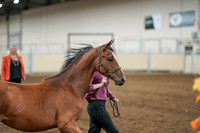 2020 - AB Morgan Horse - Fri, Sept 04 - 07602