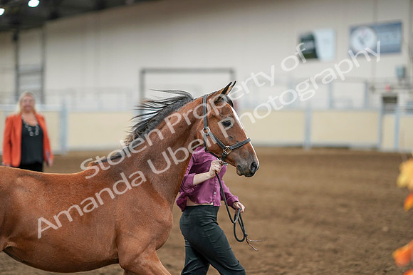 2020 - AB Morgan Horse - Fri, Sept 04 - 07602