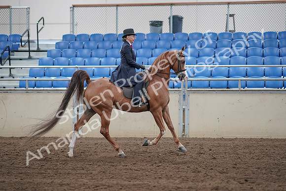 2019 Morgan Horse Show - Sept 01, 2019 - 11982