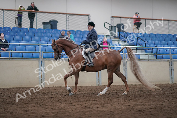2019 Morgan Horse Show - Sept 01, 2019 - 08729