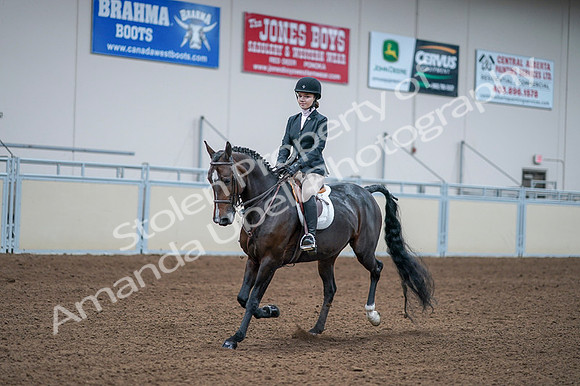 2020 - AB Morgan Horse - Fri, Sept 04 - 06170
