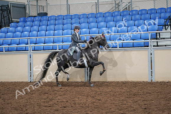 2020 - AB Morgan Horse - Sat, Sept 05 - 13941