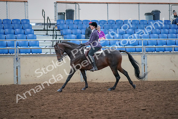 2019 Morgan Horse Show - Aug 30, 2019 - 20588