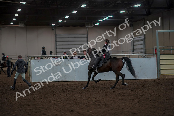 2019 Morgan Horse Show - Aug 30, 2019 - 28342