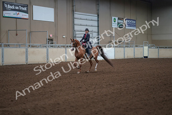 2019 Morgan Horse Show - Sept 01, 2019 - 12098