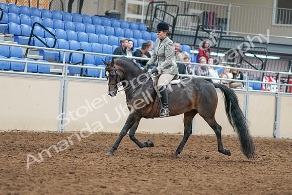2020 - AB Morgan Horse - Sat, Sept 05 - 14308