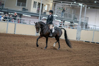 2020 - AB Morgan Horse - Fri, Sept 04 - 05797