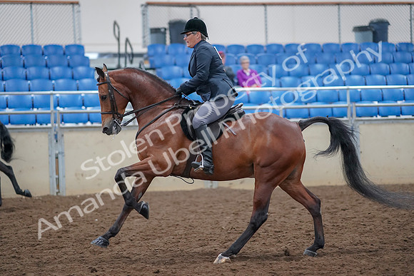 2019 Morgan Horse Show - Aug 30, 2019 - 20573