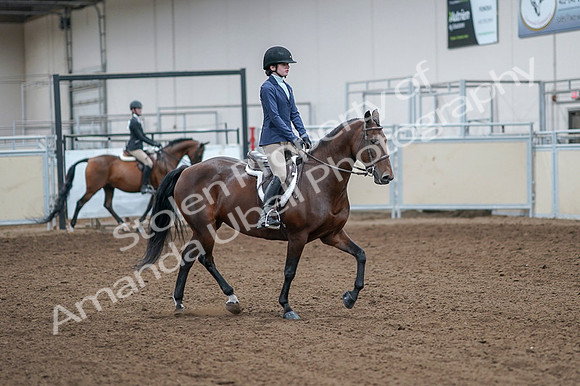 2020 - AB Morgan Horse - Fri, Sept 04 - 05967