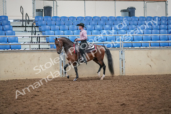 2019 Morgan Horse Show - Aug 30, 2019 - 22687