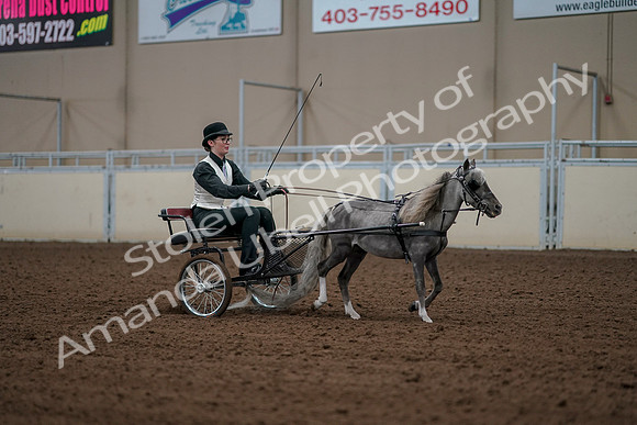 2019 Morgan Horse Show - Aug 30, 2019 - 13415