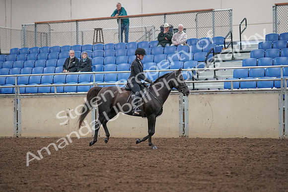 2019 Morgan Horse Show - Aug 31, 2019 - 07538