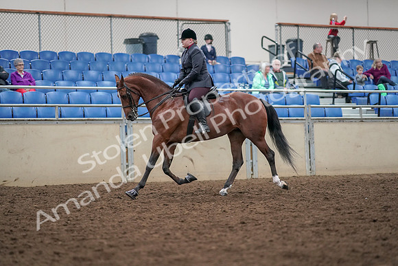 2019 Morgan Horse Show - Aug 30, 2019 - 20248