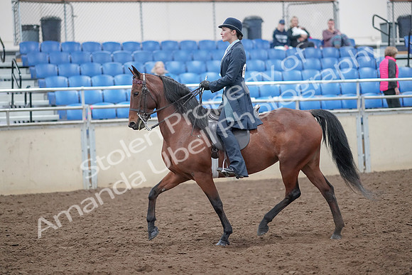 2019 Morgan Horse Show - Aug 31, 2019 - 18022