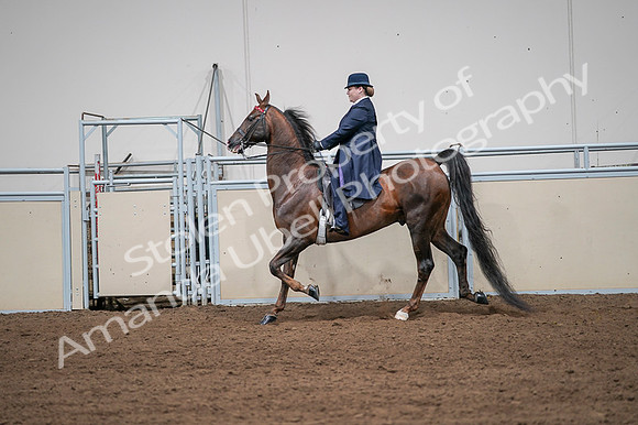 2020 - AB Morgan Horse - Fri, Sept 04 - 07964