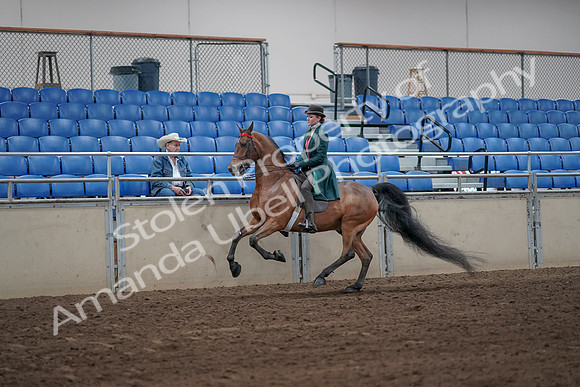 2019 Morgan Horse Show - Sept 01, 2019 - 13261