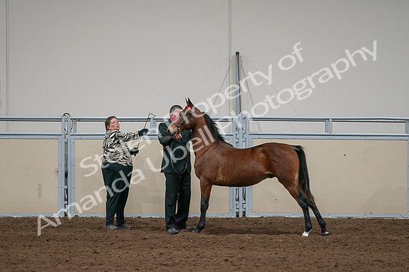 2020 - AB Morgan Horse - Fri, Sept 04 - 07621