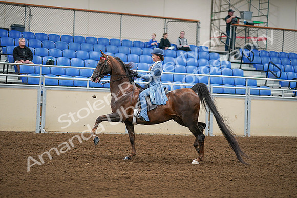 2020 - AB Morgan Horse - Fri, Sept 04 - 04861