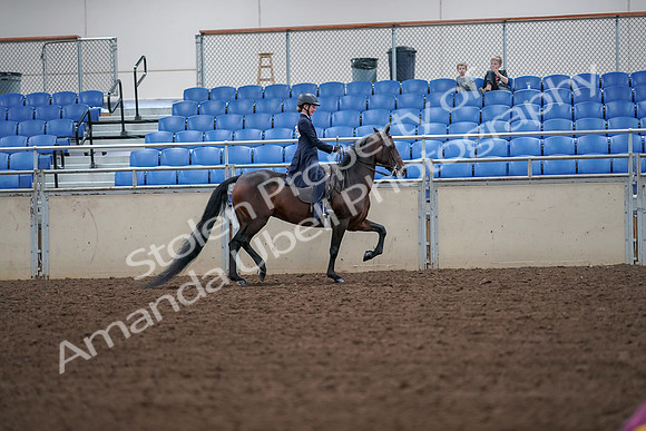 2019 Morgan Horse Show - Aug 30, 2019 - 18044