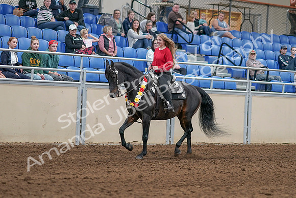 2020 - AB Morgan Horse - Sat, Sept 05 - 10420