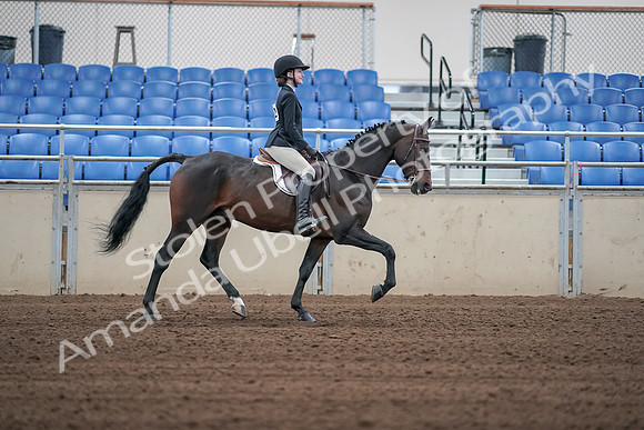 2019 Morgan Horse Show - Sept 01, 2019 - 03833
