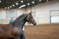 2020 - AB Morgan Horse - Sat, Sept 05 - 00137