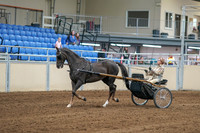 2020 - AB Morgan Horse - Sat, Sept 05 - 05835