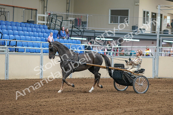 2020 - AB Morgan Horse - Sat, Sept 05 - 05835