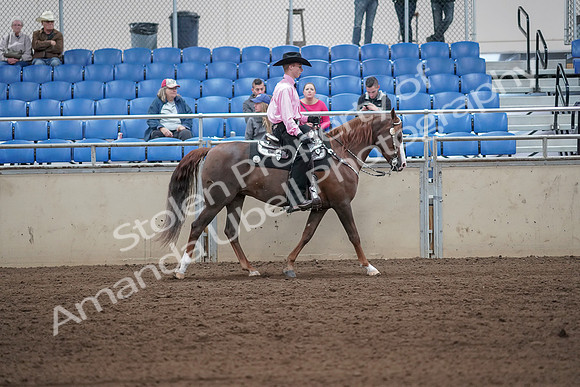 2019 Morgan Horse Show - Sept 01, 2019 - 07174