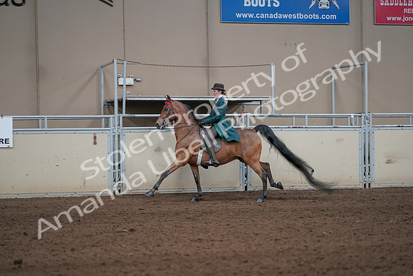 2019 Morgan Horse Show - Sept 01, 2019 - 13240
