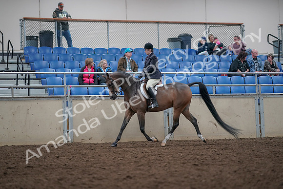 2019 Morgan Horse Show - Aug 31, 2019 - 15872