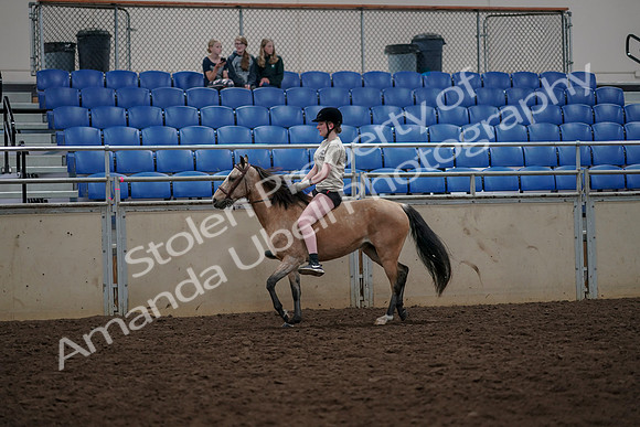 2019 Morgan Horse Show - Aug 30, 2019 - 31061