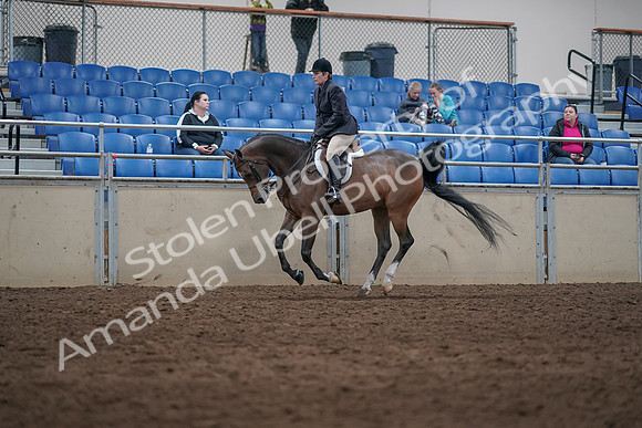 2019 Morgan Horse Show - Sept 01, 2019 - 08719